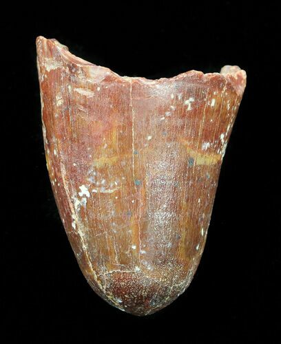 Cretaceous Fossil Crocodile Tooth - Morocco #50252